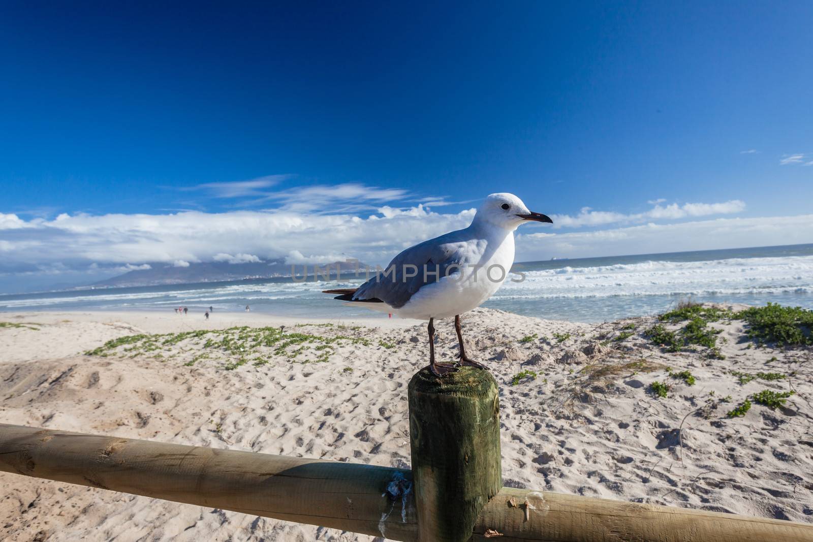 Bird at the beach by ChrisVanLennepPhoto