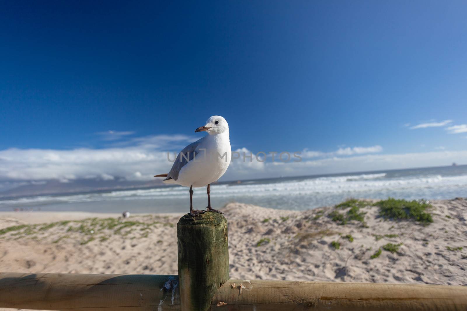 Seagull bird perched on pole by the ocean beach from the winds.