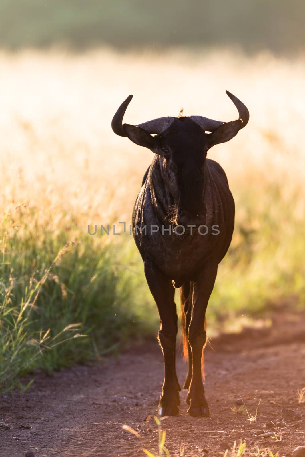 Blue-wildebeest wildlife animal in morning backlight sunlight contrasts in park reserve.