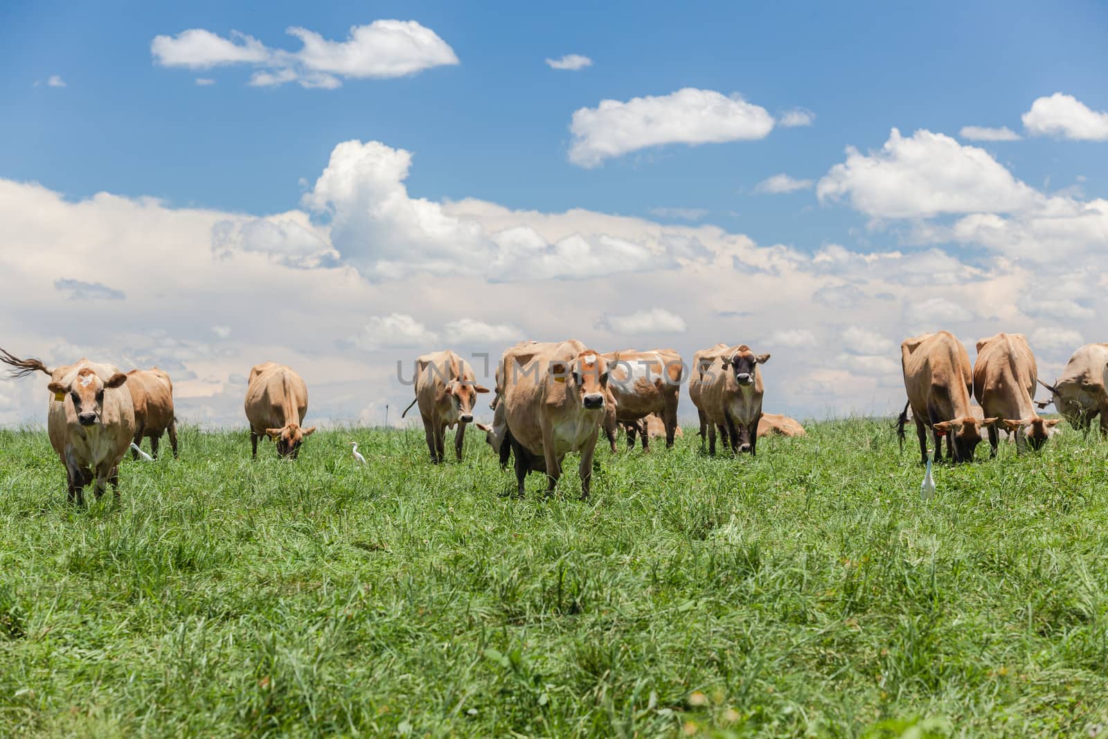 Dairy cows grazing in green field on a summers day