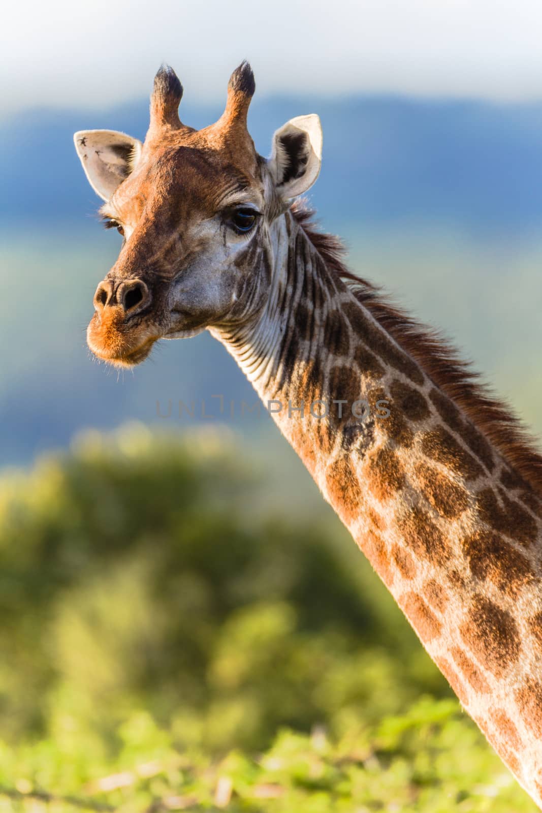 Giraffe wildlife animal close vertical head photo in afternoon sunlight.