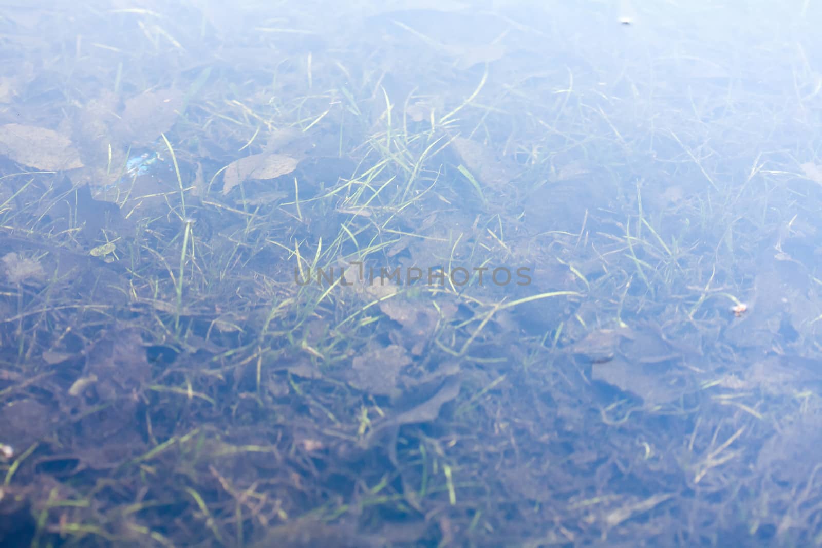 grass and plants submerged in clear water by sfinks