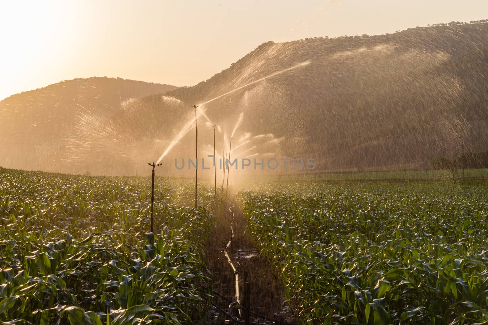 Food maize crop getting water from sprinklers at sunset