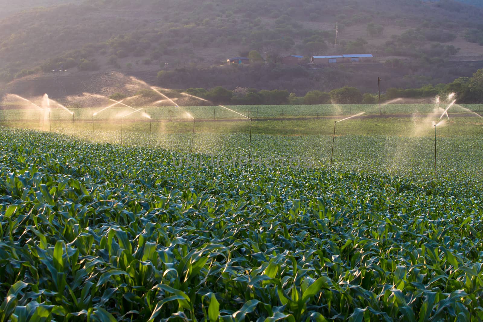 Food maize crop getting water from sprinklers at sunset