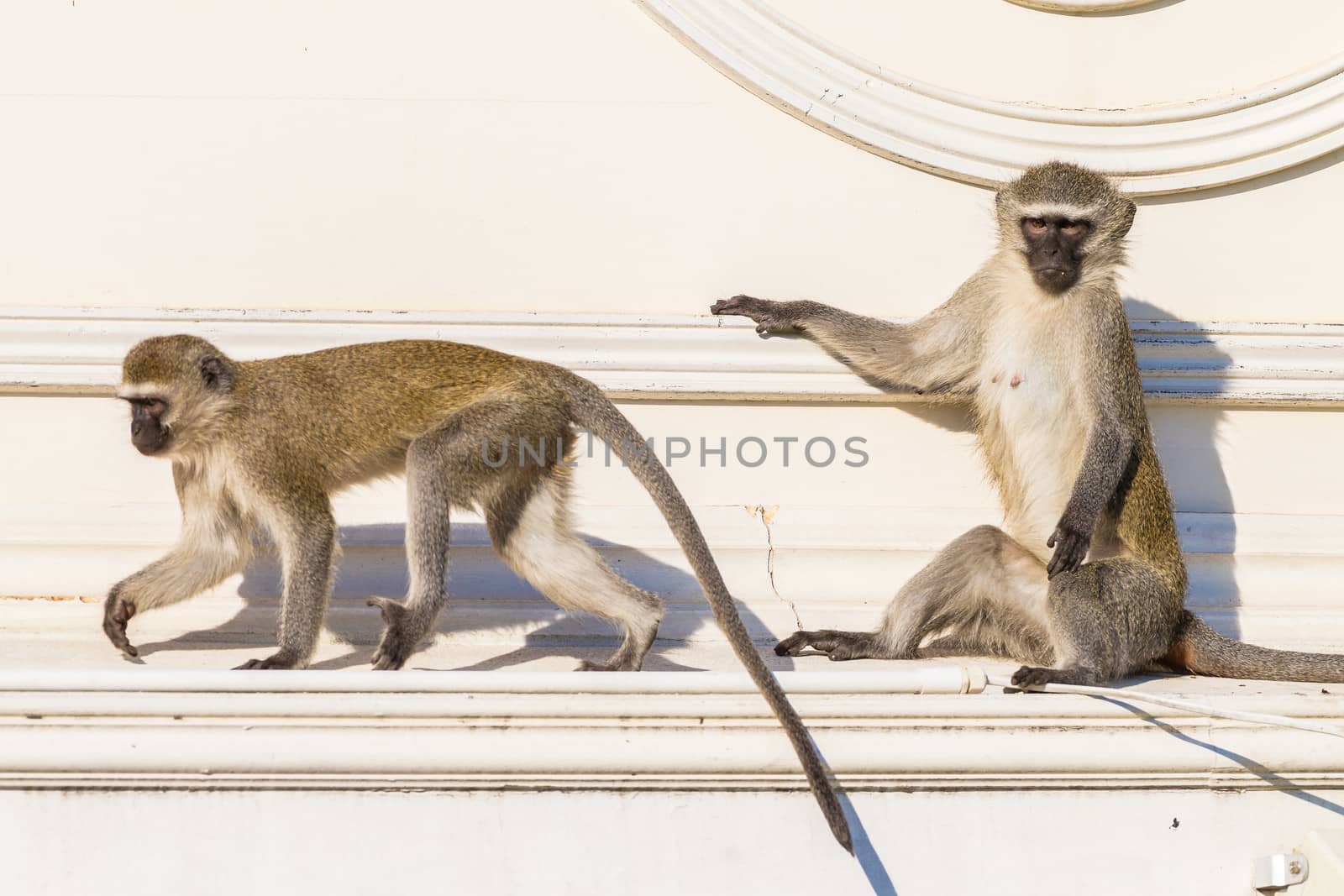 Monkeys Roof Building by ChrisVanLennepPhoto