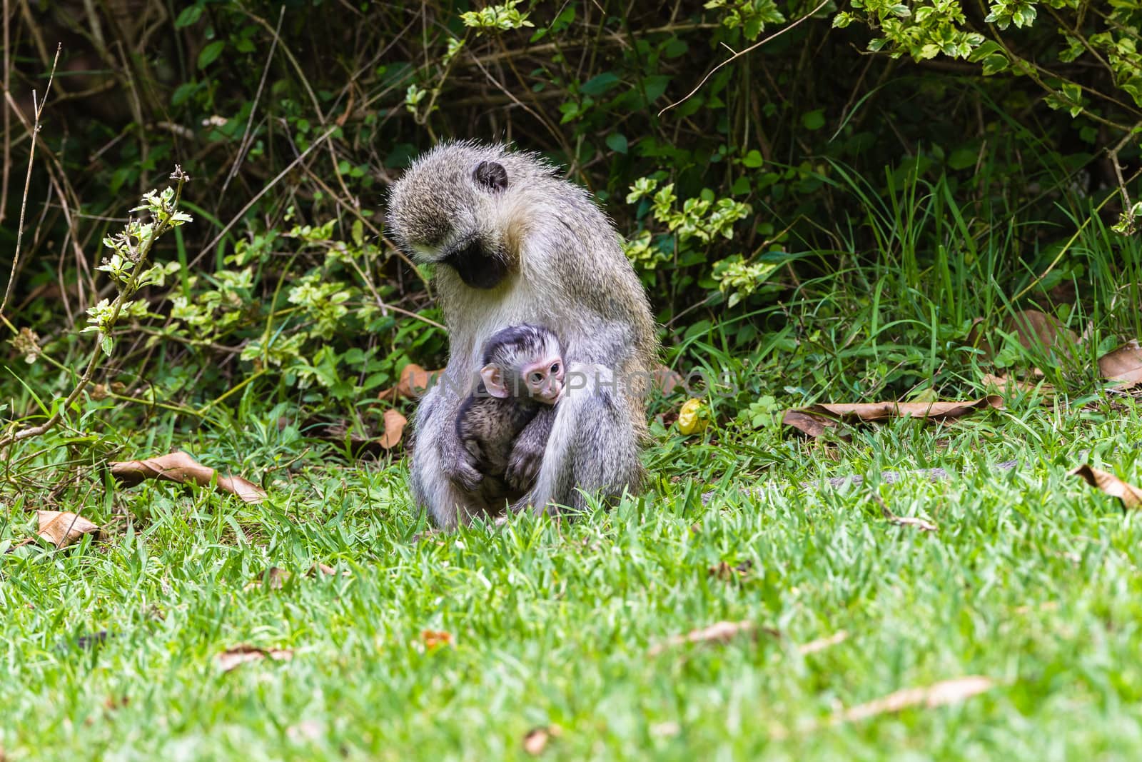 Monkey Baby Reserve by ChrisVanLennepPhoto