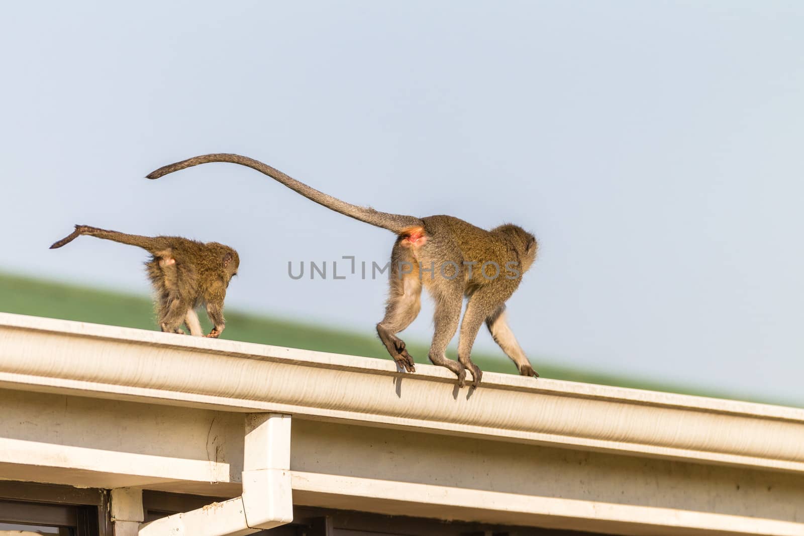 Monkeys Walking On Roof by ChrisVanLennepPhoto