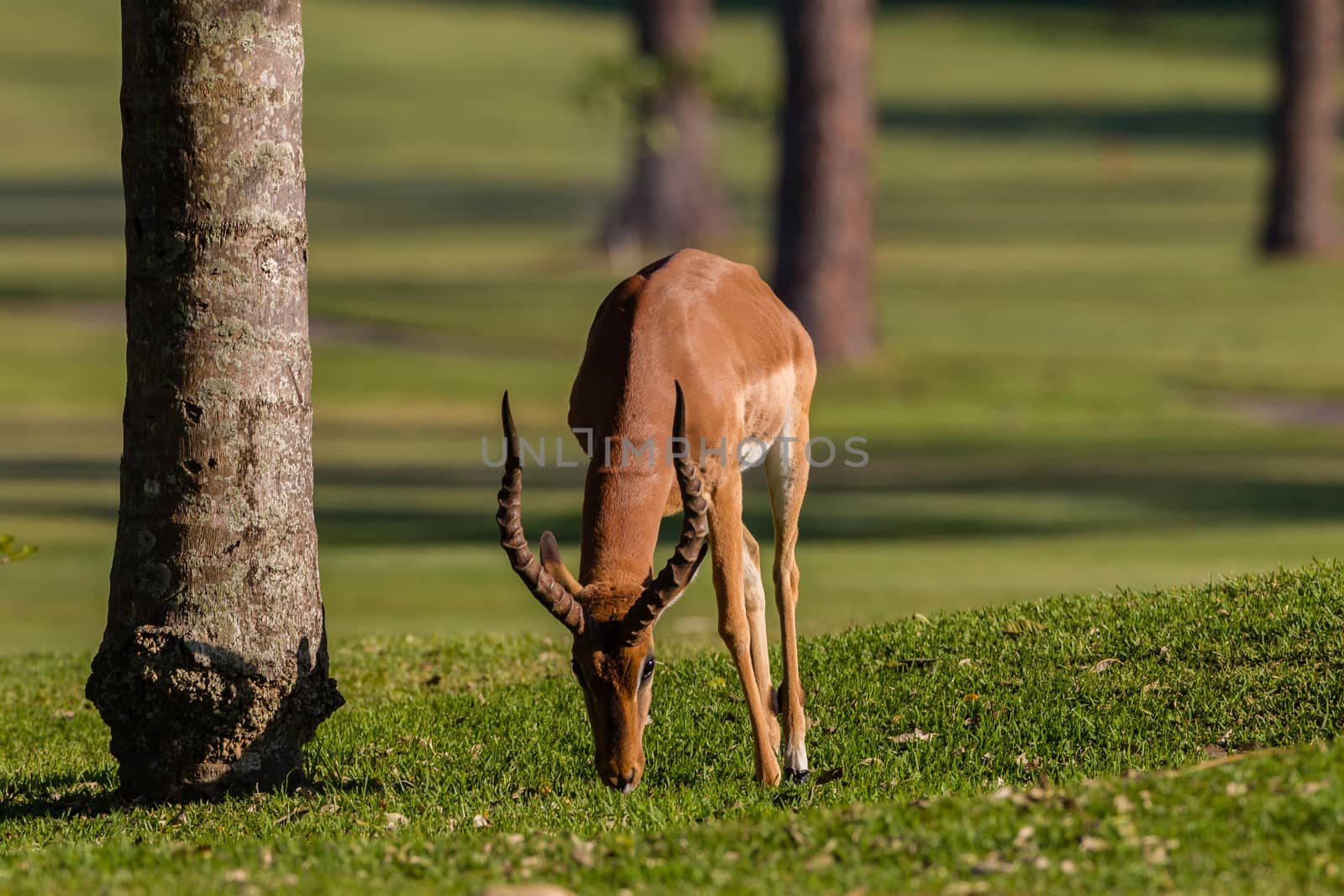 Impala buck animal close up morning eating green grass