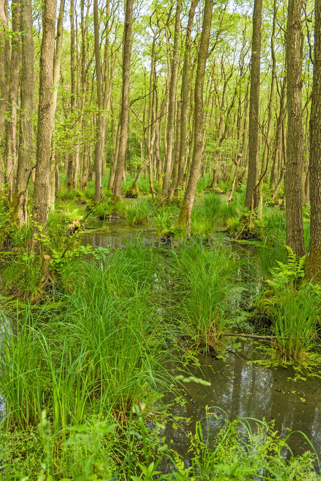 Darss forest near Prerow, peninsula Fischland-Darss-Zingst, Germany