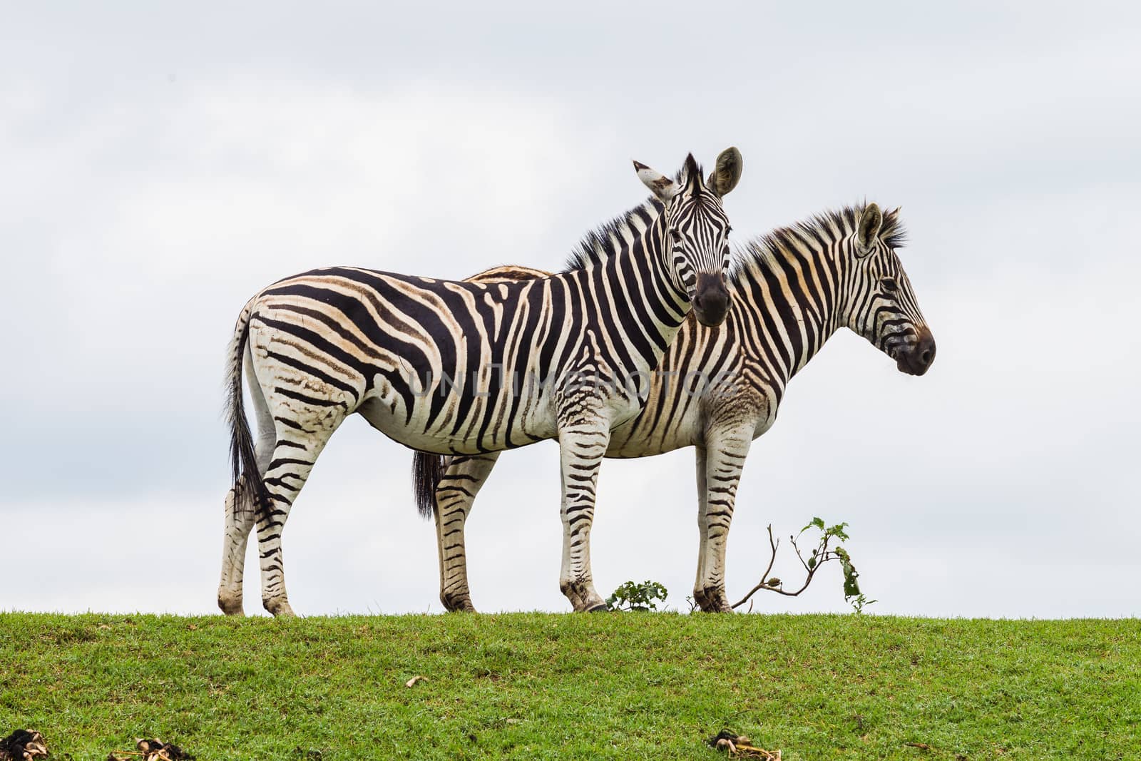 Two Wildlife zebra's on green bank alert in wildlife park reserve