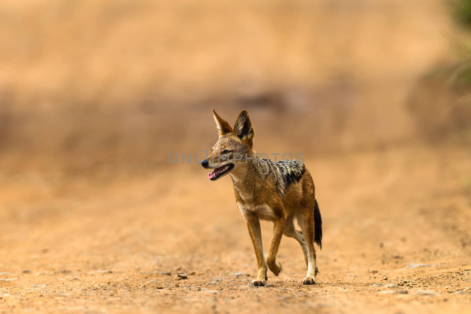 black-backed jackal on dirt road hunting in animal wildlife park reserve