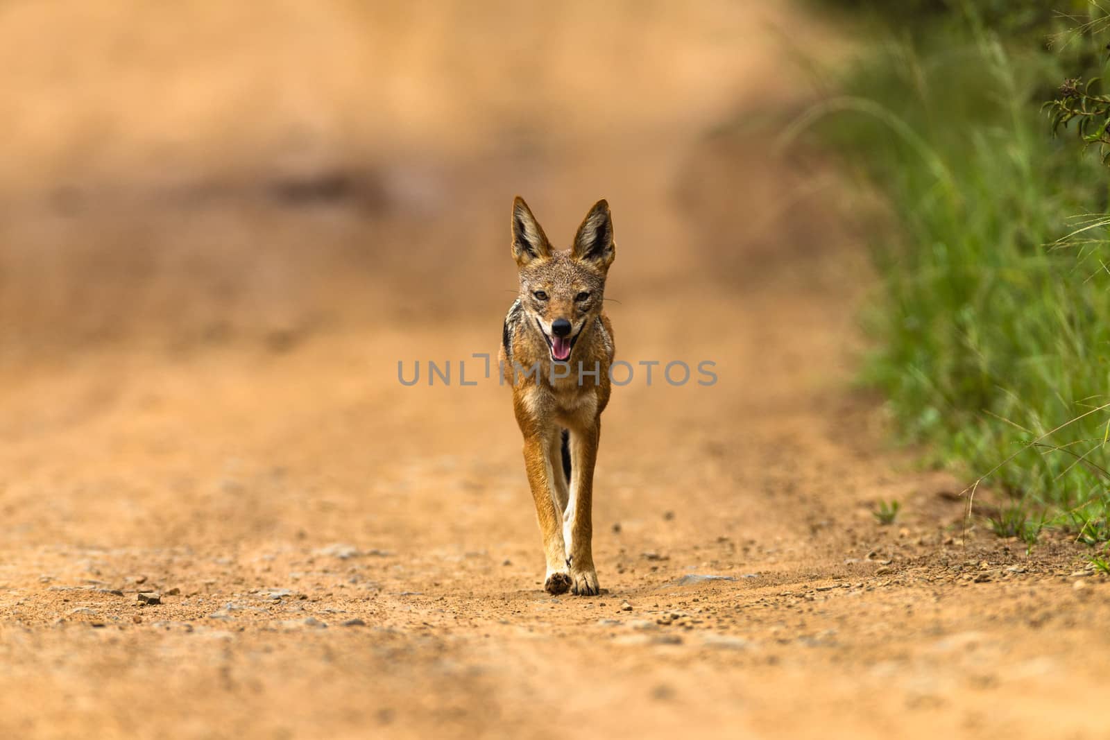 Black-back jackal hunting moving on a dirt road in wildlife park reserve