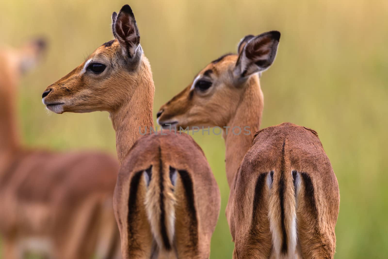 Small nyala buck calfs close together looking alert in wildlife animal park.