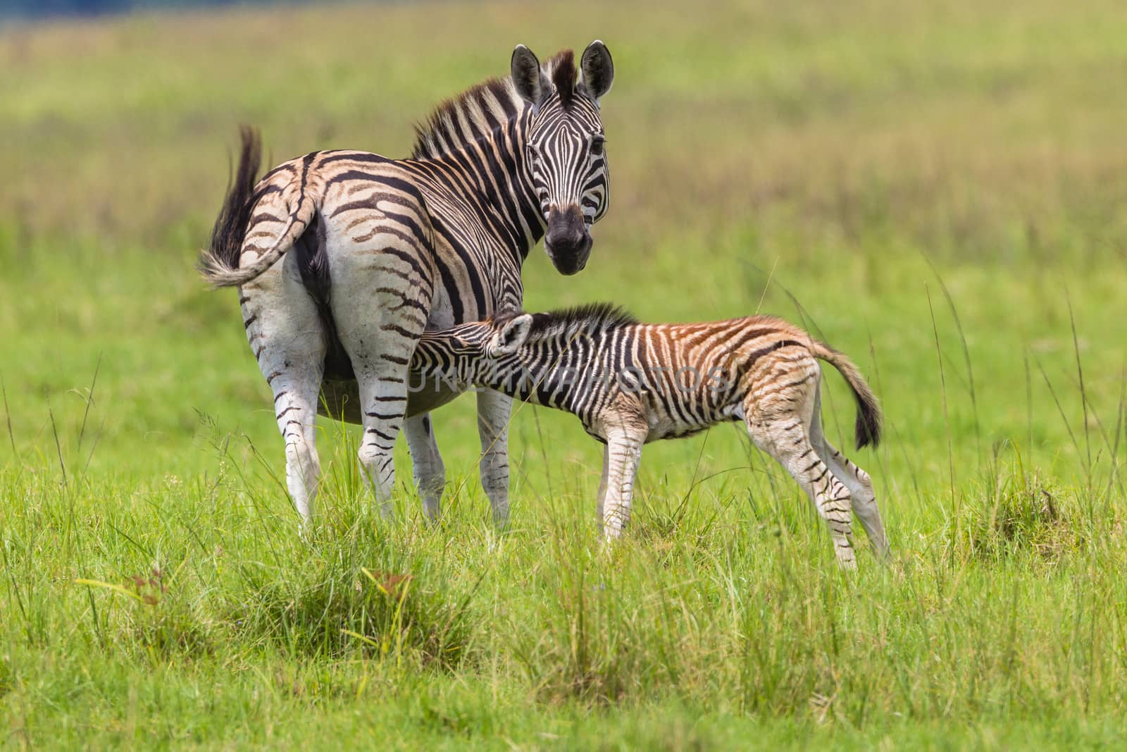 Zebra Calf Feed Wildlife by ChrisVanLennepPhoto