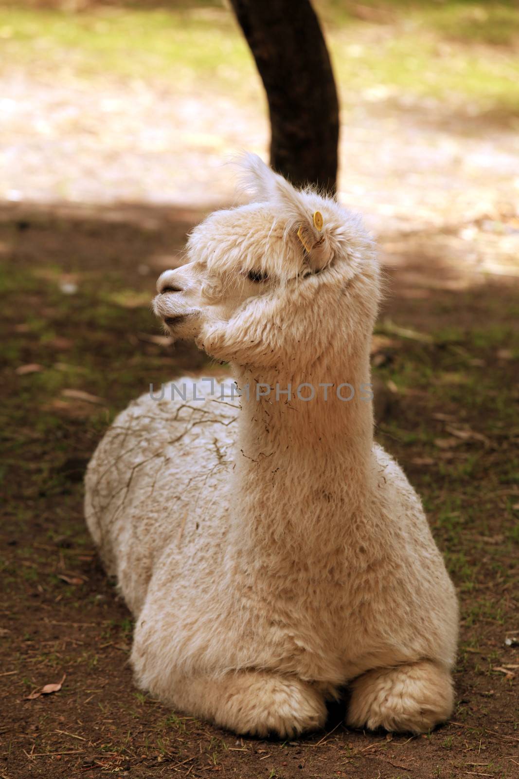 Alpaca Resting in a Petting Zoo Outdoors