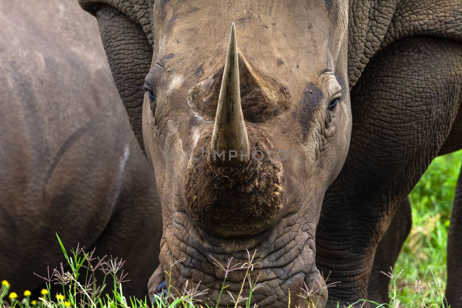 Rhino Horn Portrait by ChrisVanLennepPhoto