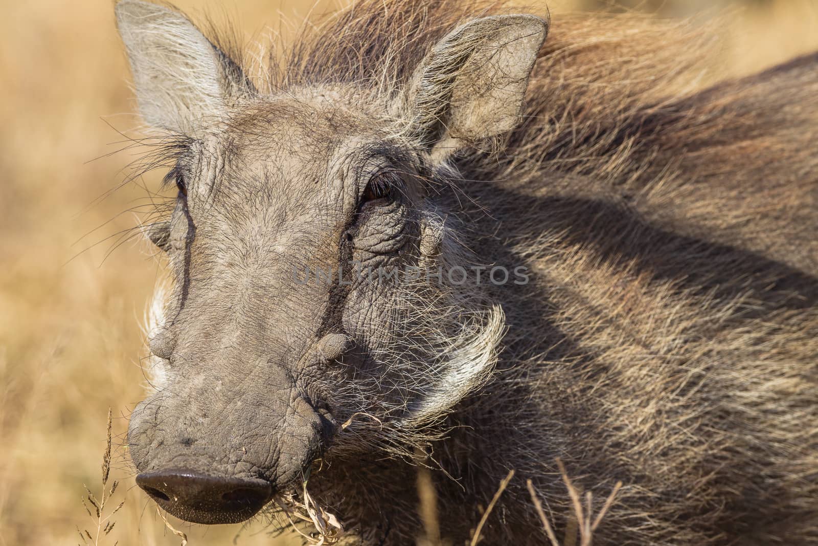 Wildlife Warthog Animal by ChrisVanLennepPhoto