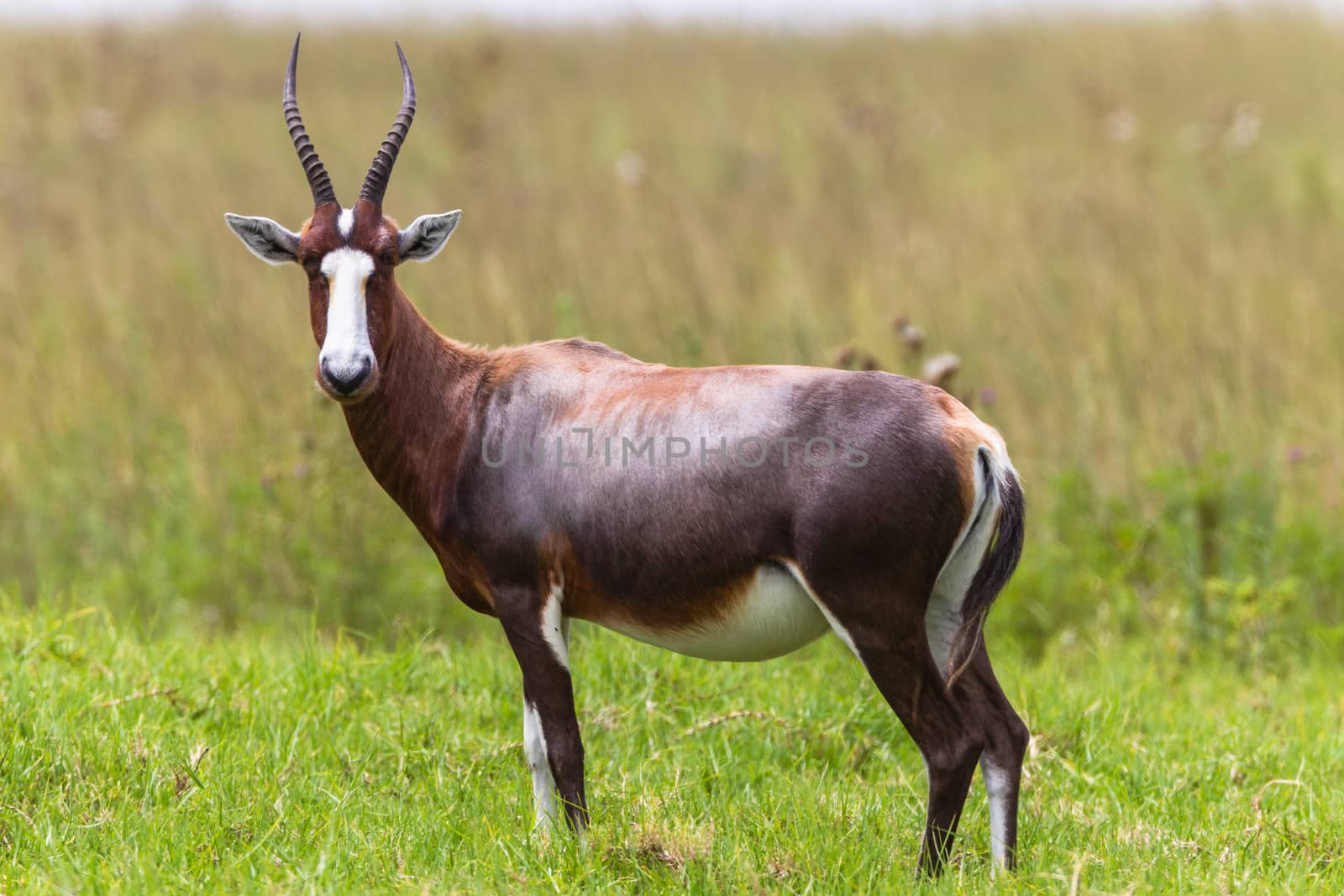 Blesbok buck animal alert in wildlife park reserve in South-Africa