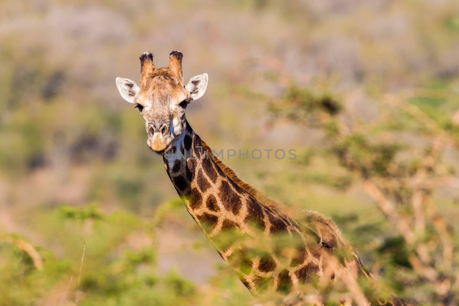 Alert giraffe looks overs trees in wildlife game park reserve.