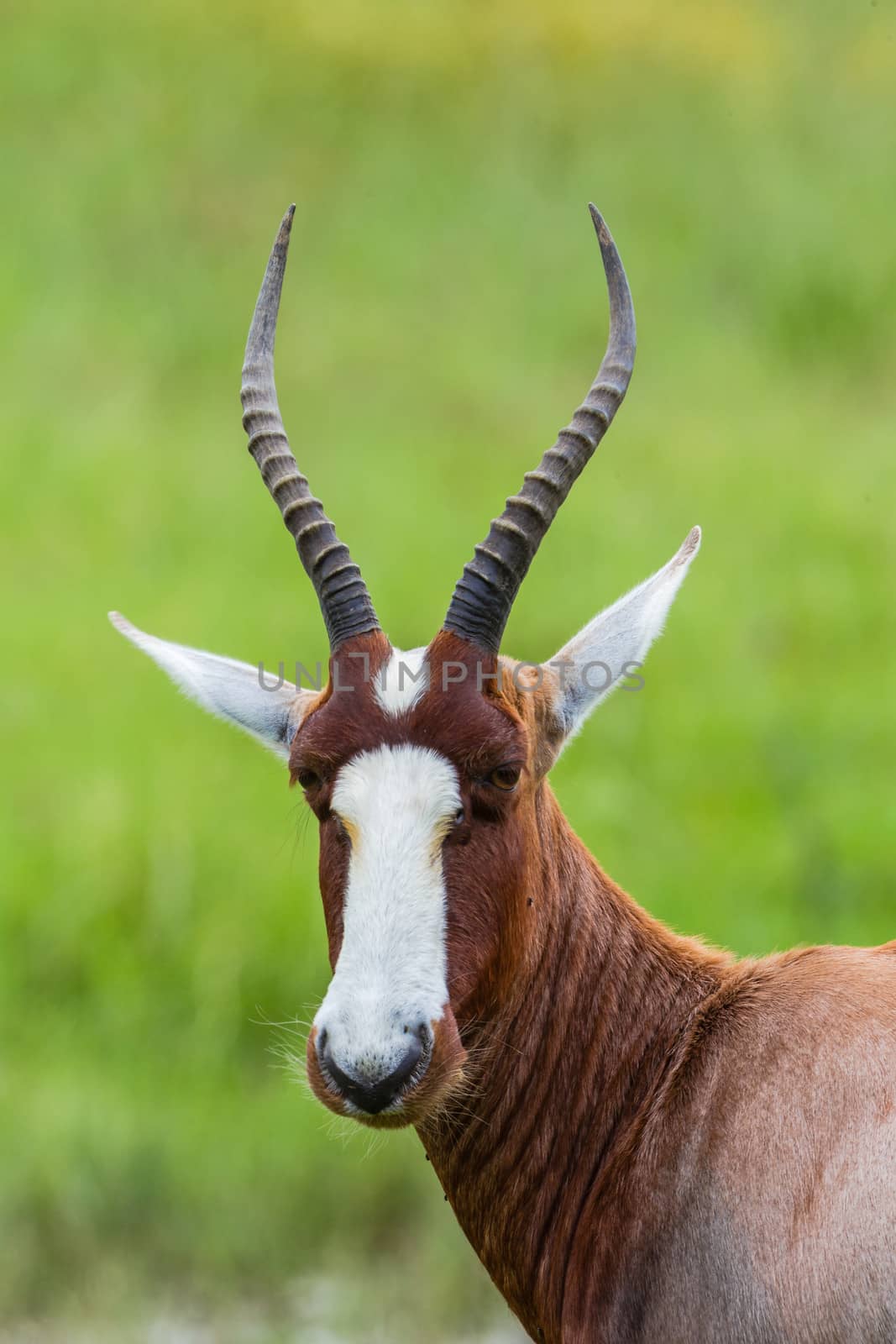 Blesbok buck portrait close detail of animal alert in wildlife park reserve in South-Africa