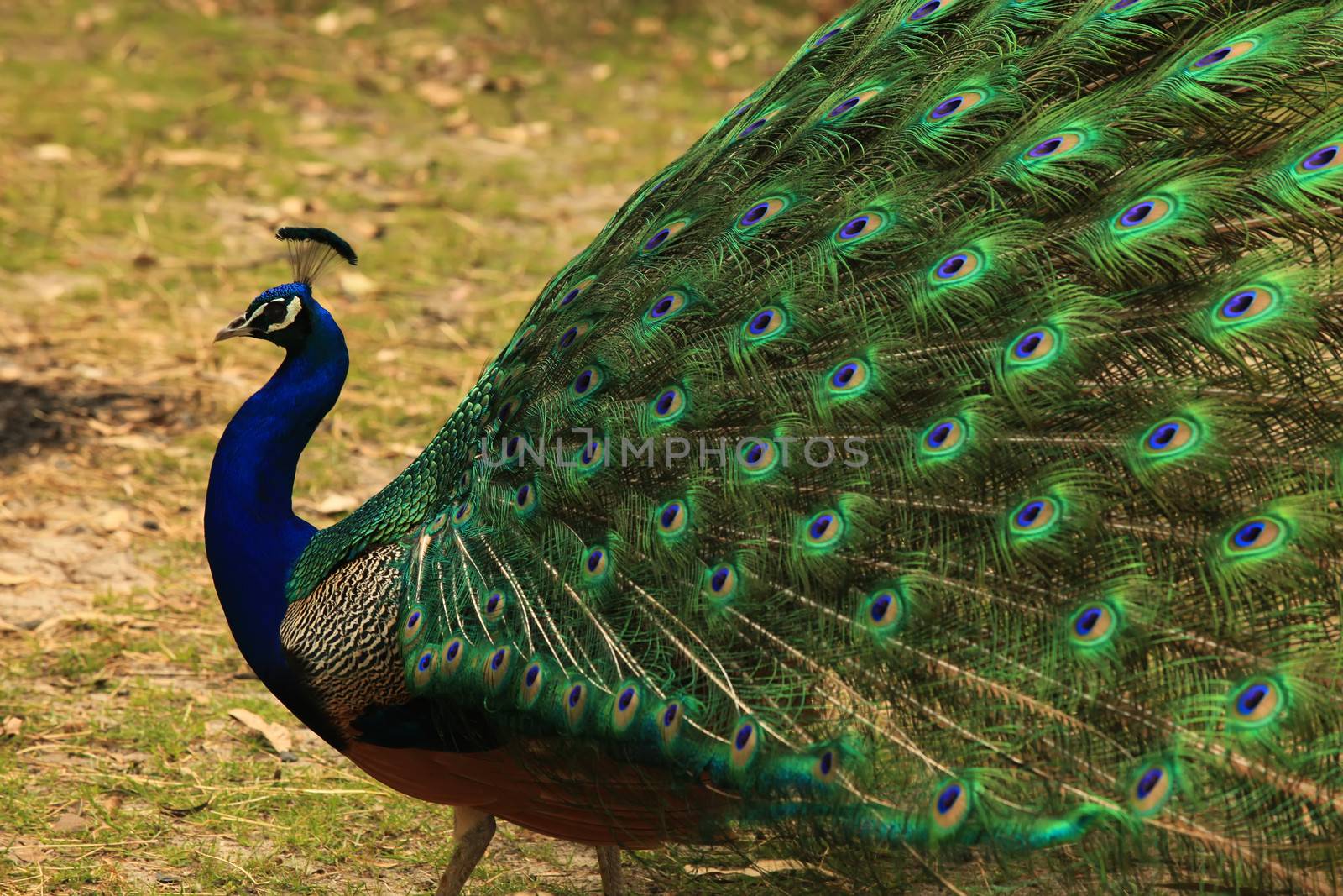 Peacock with Full Plumage Open and Colorful