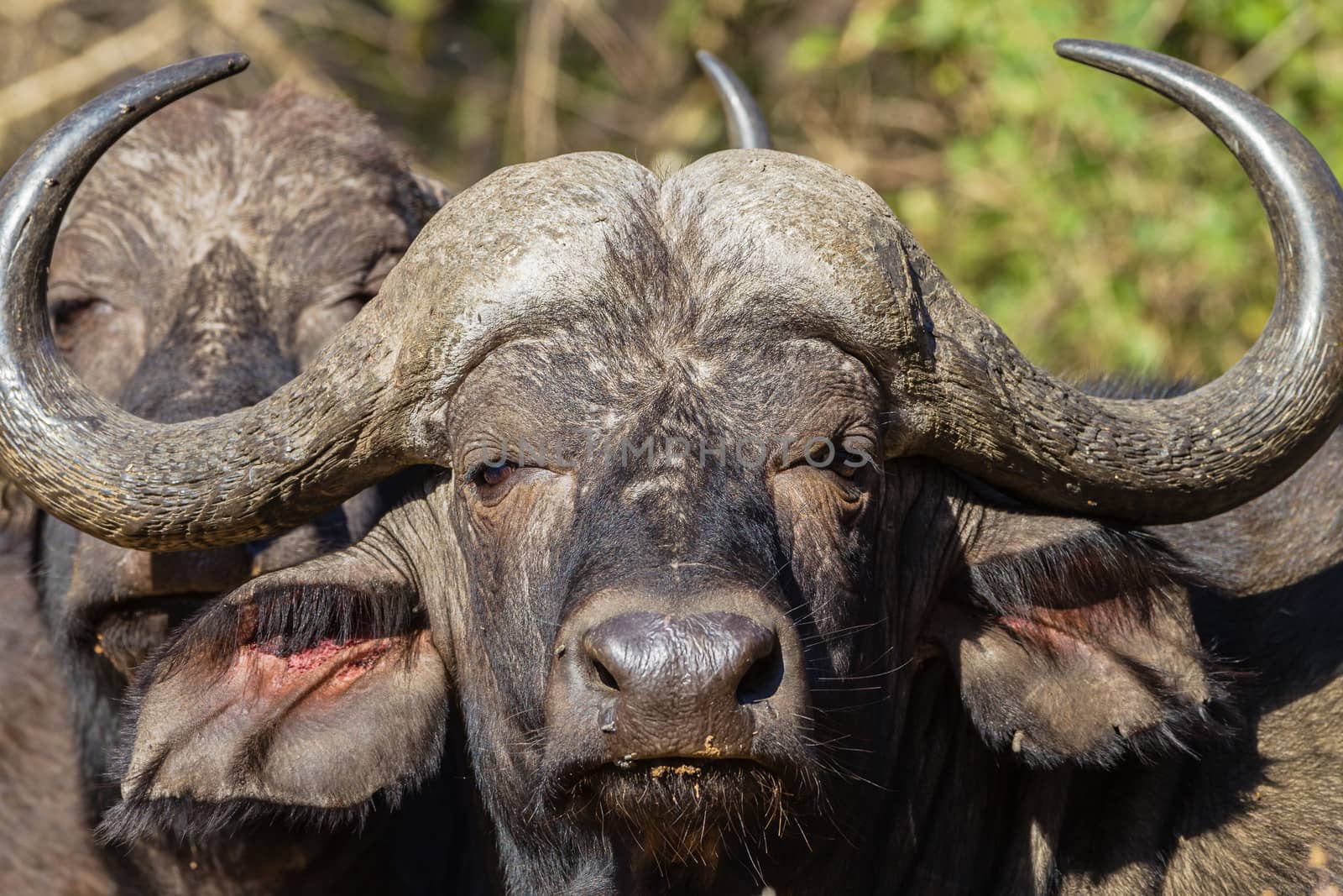 Buffalo Animal Wildlife by ChrisVanLennepPhoto