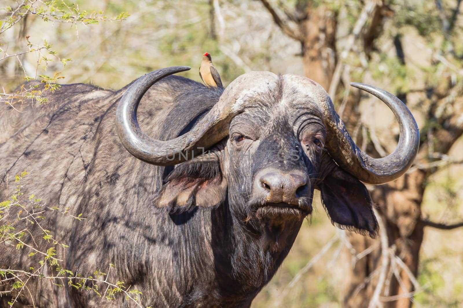 Close portrait of buffalo wildlife animal with detail in park reserve.