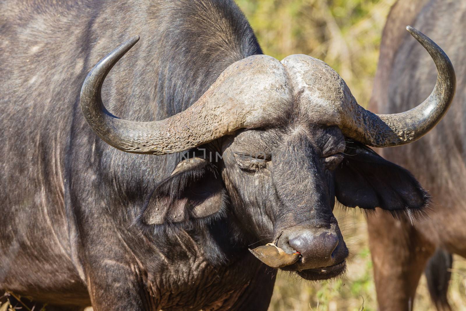 Red-billed ox-pecker bird up nose of wildlife buffalo cleaning ticks and fleas off animal.