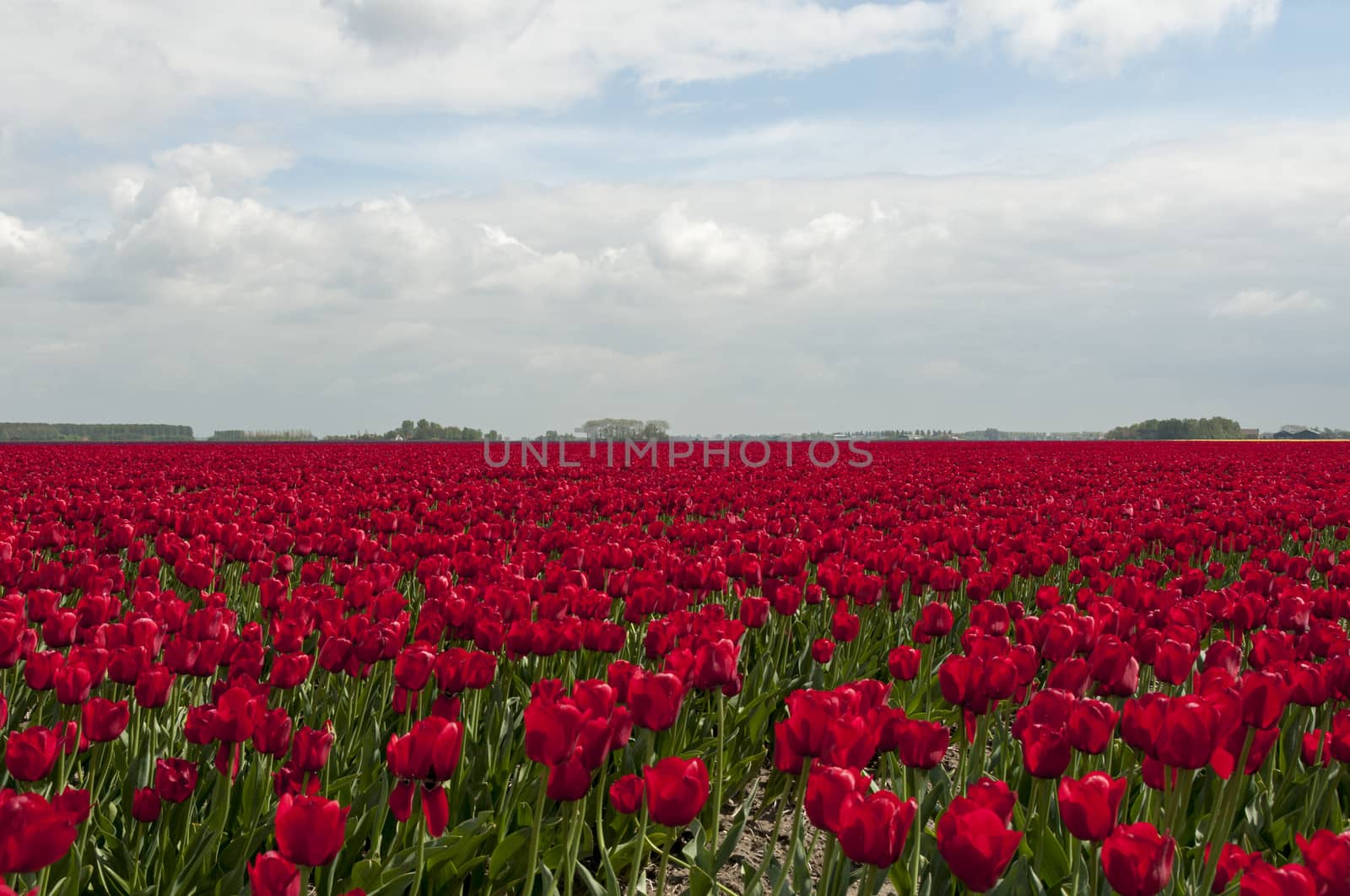 red tulips and blue sky with white clouds