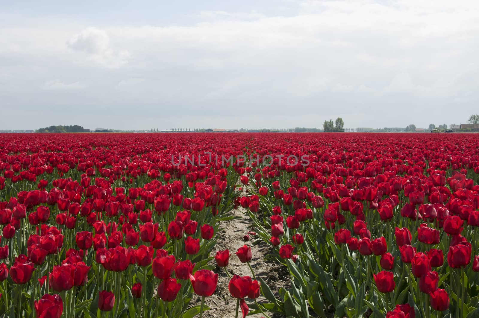 red tulips and blue sky with white clouds