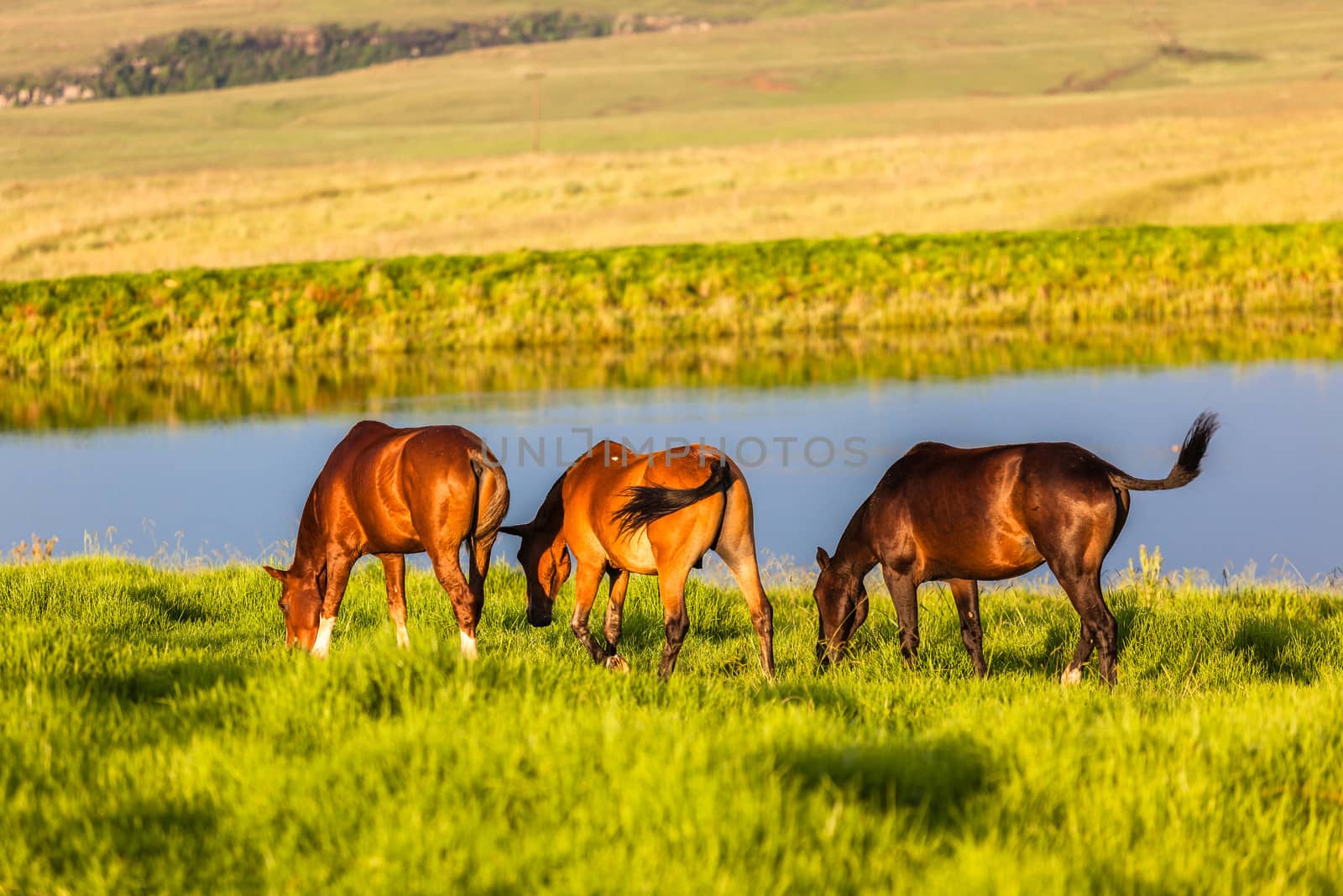 Three horse ponies late afternoon colors eating green grass nearby small dam.