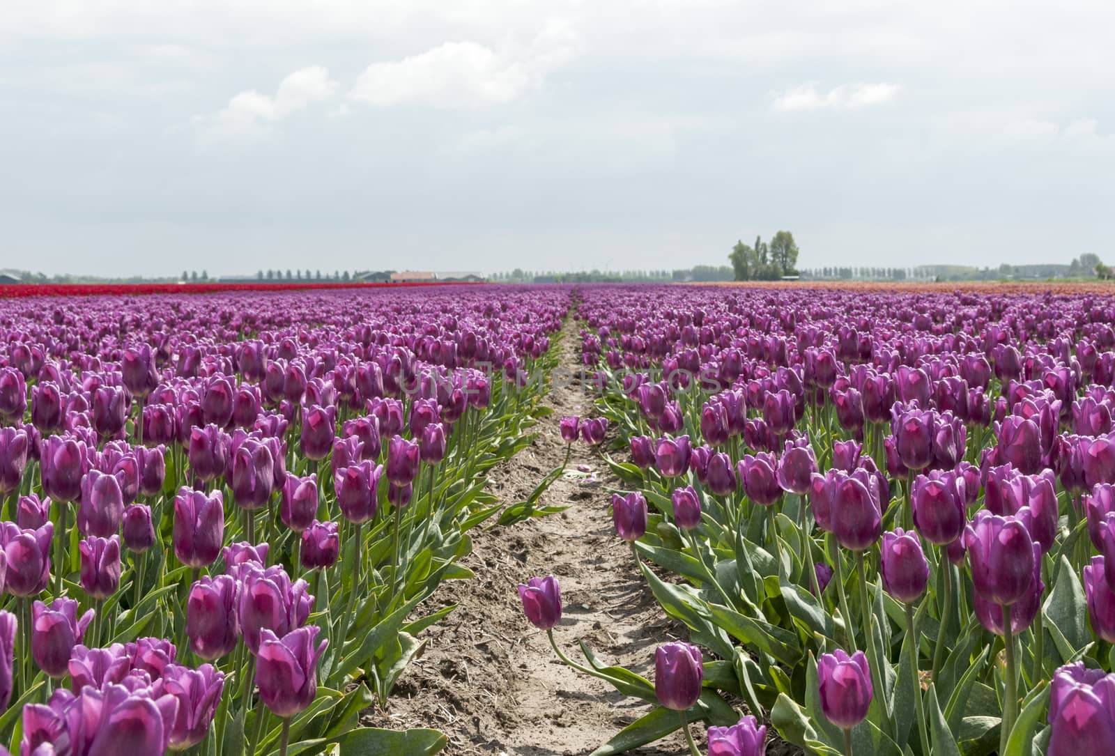 pink tulips and blue sky with white clouds