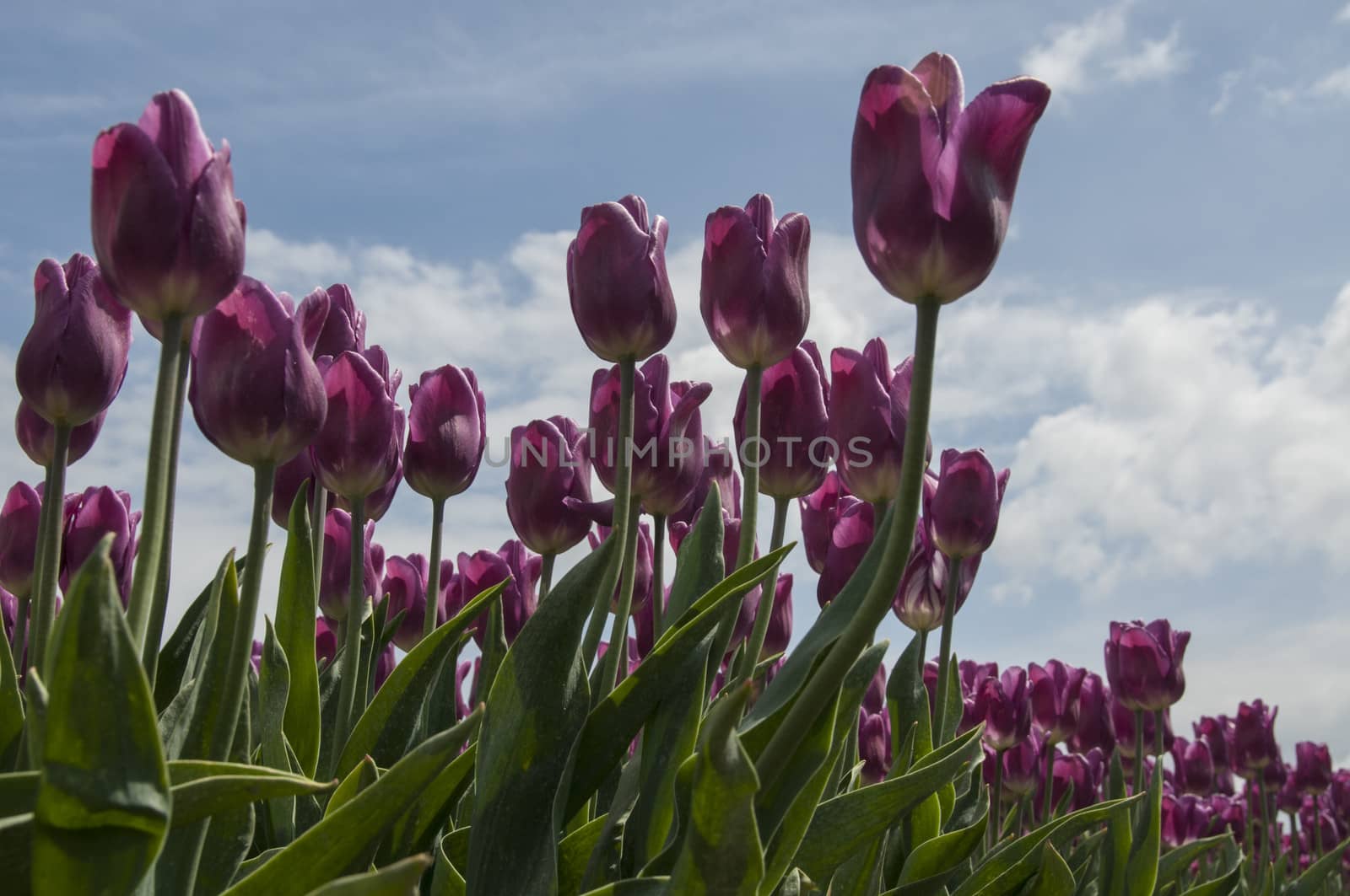 pink tulips and blue sky with white clouds