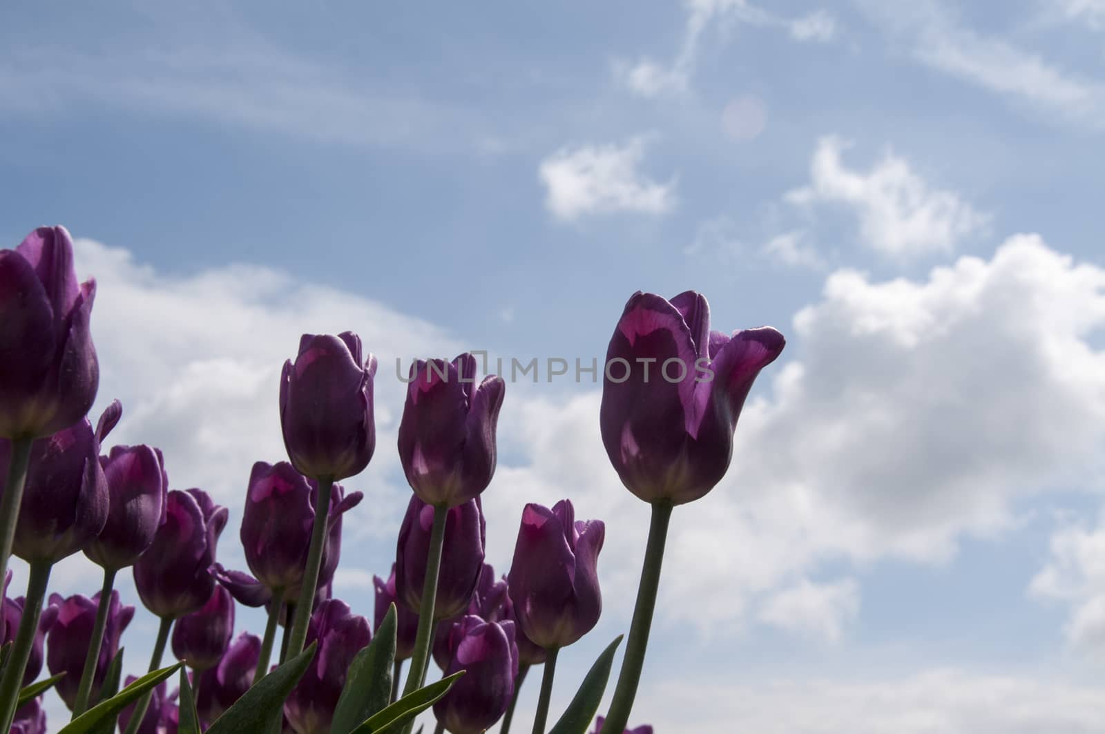 pink tulips and blue sky with white clouds