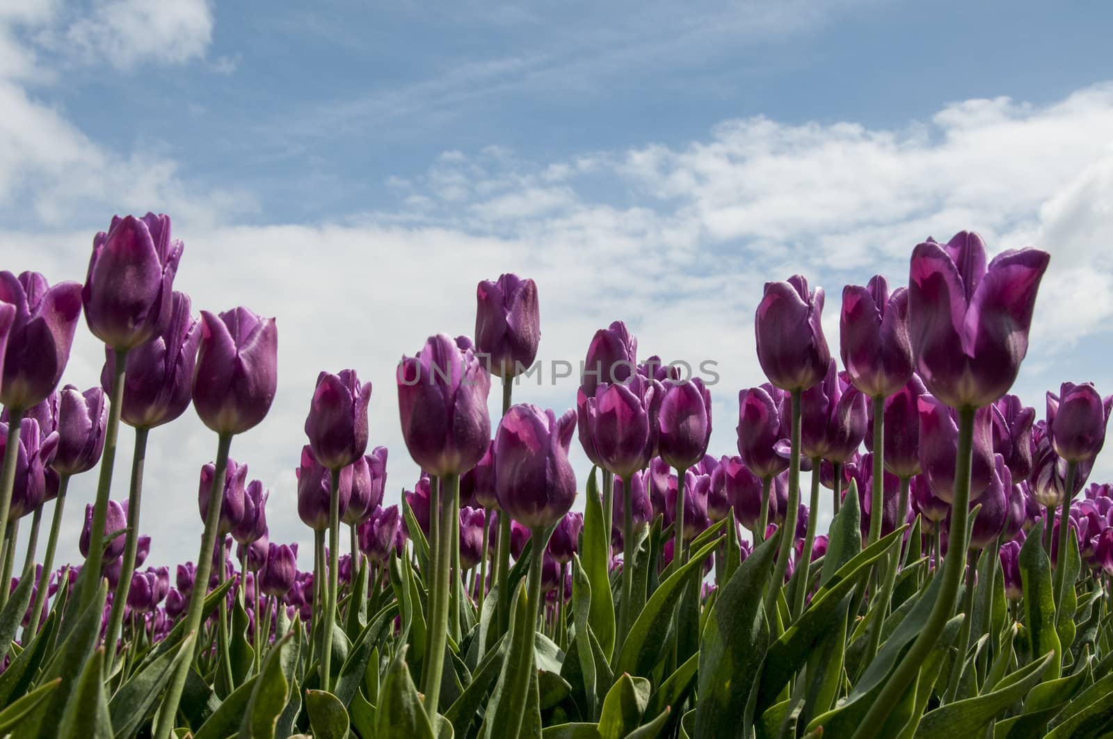 pink tulips and blue sky with white clouds