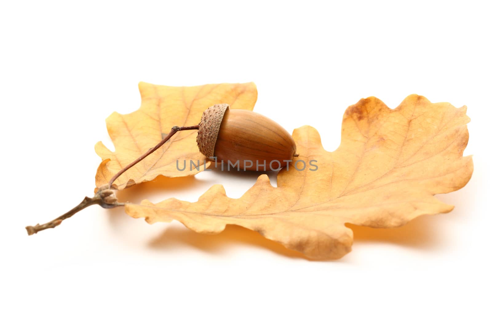 Fresh acorn with dried leaves