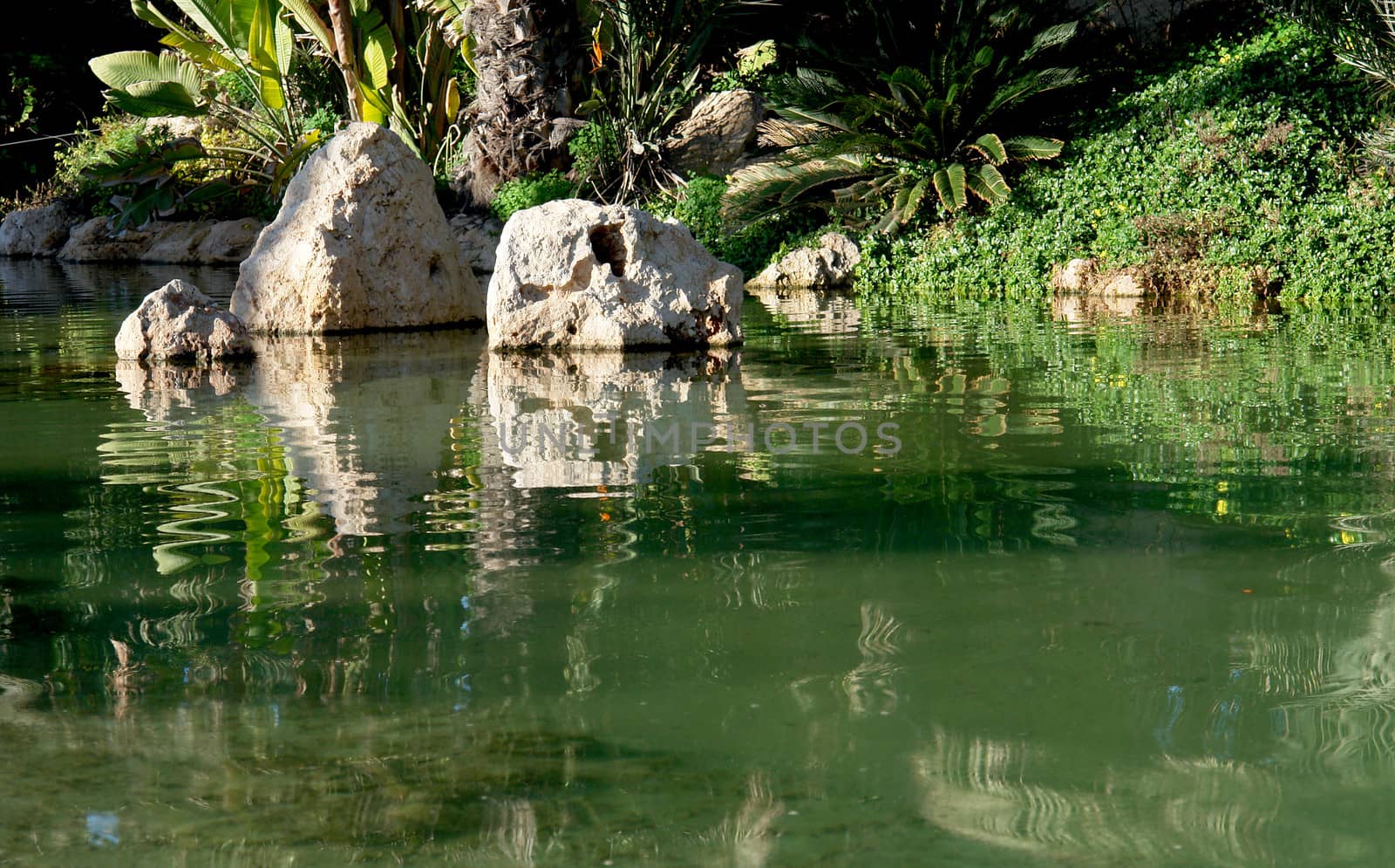 Lake reflex. Palm garden park in Alicante, Spain.