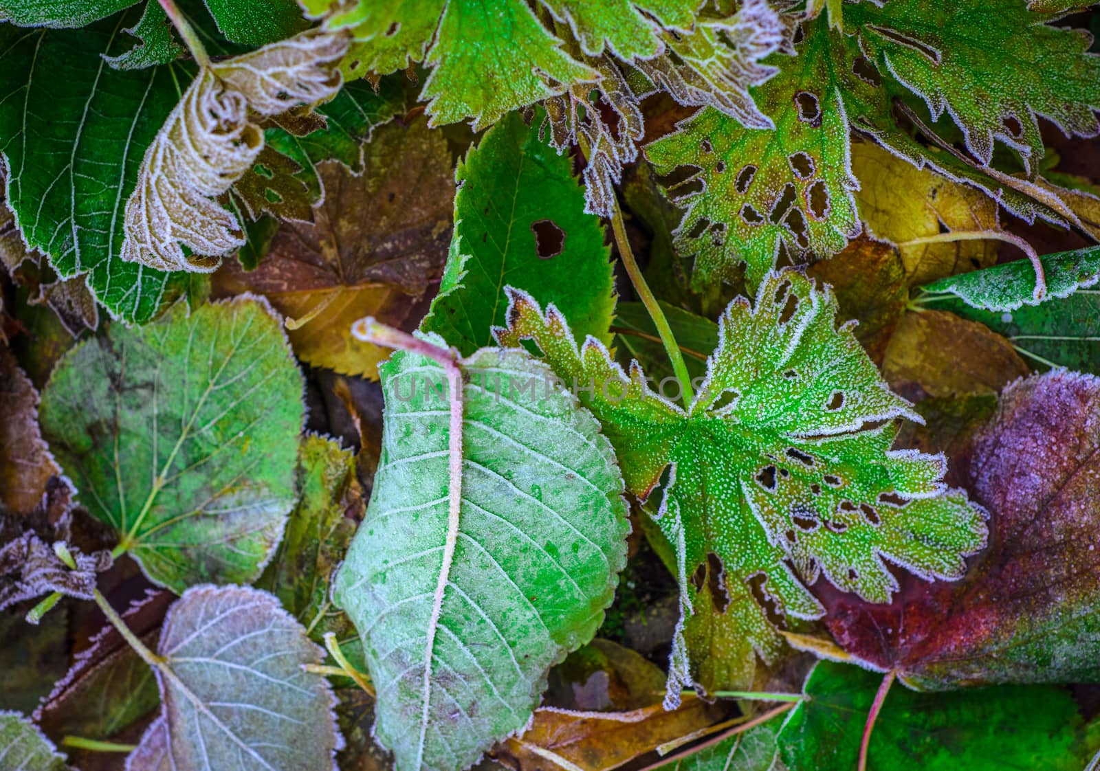 A Seaonsal Background Of Frosted Leaves In Winter