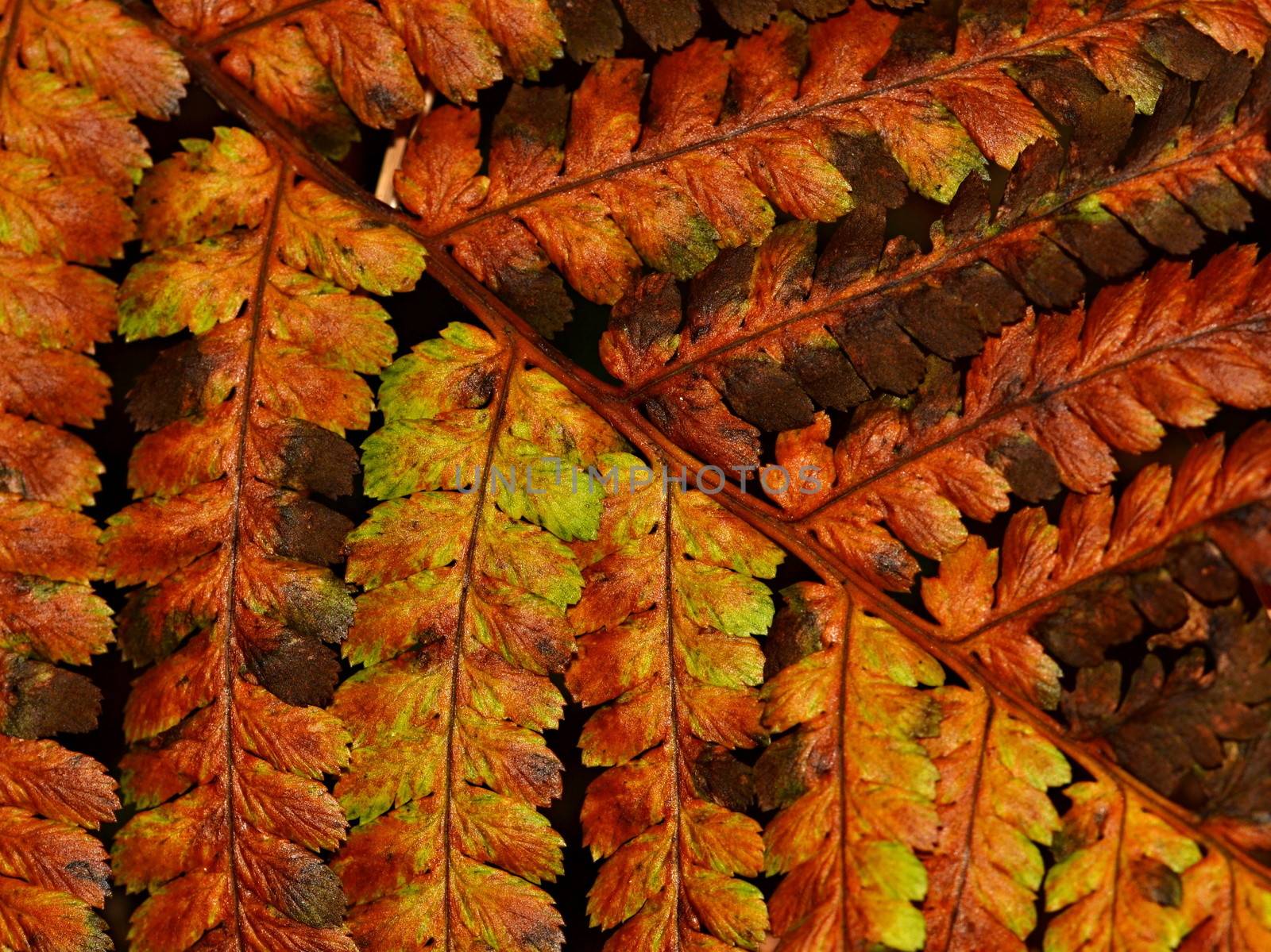background autumn fern leaves dried up brown and yellow