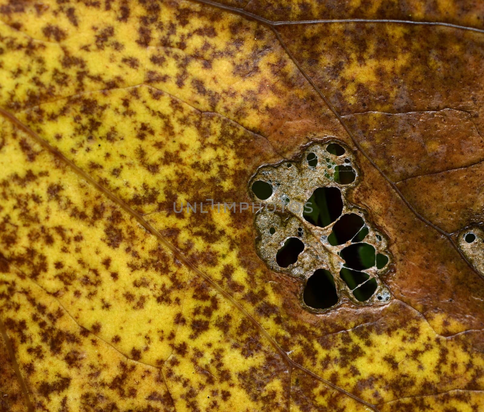 yellowish brown dying tree leaf by Ahojdoma