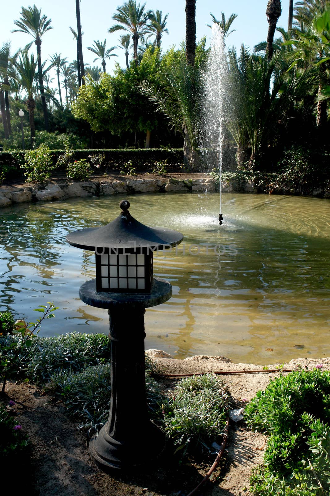 Palm garden park in Alicante, Spain.