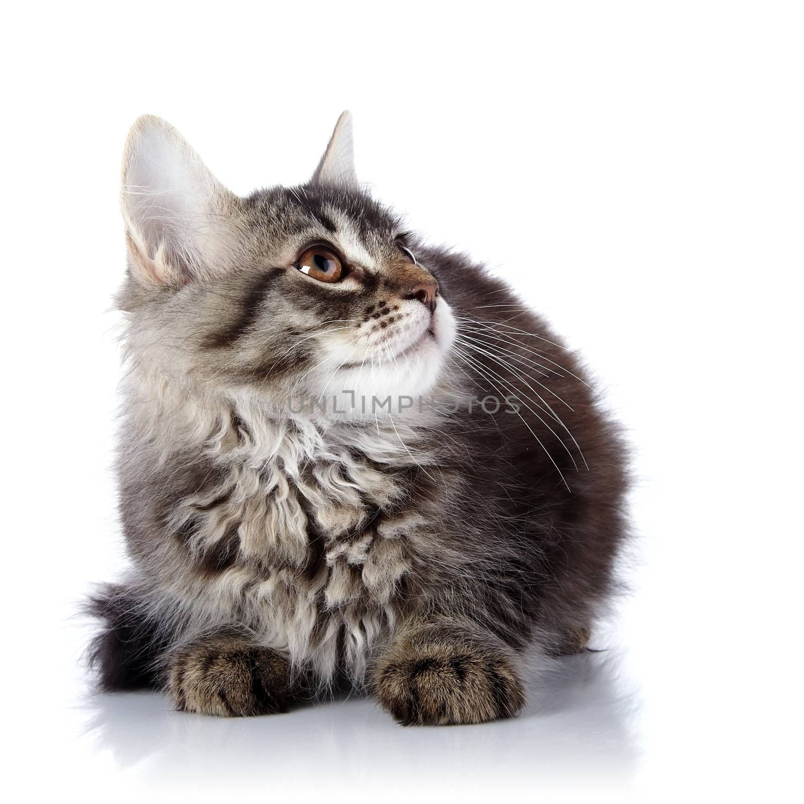 Striped fluffy kitten on a white background by Azaliya