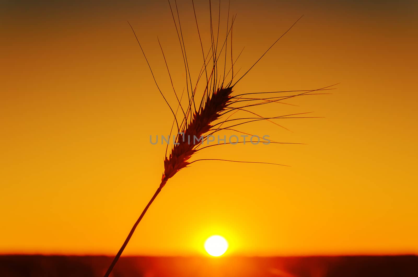 orange sunset and one wheat of ear