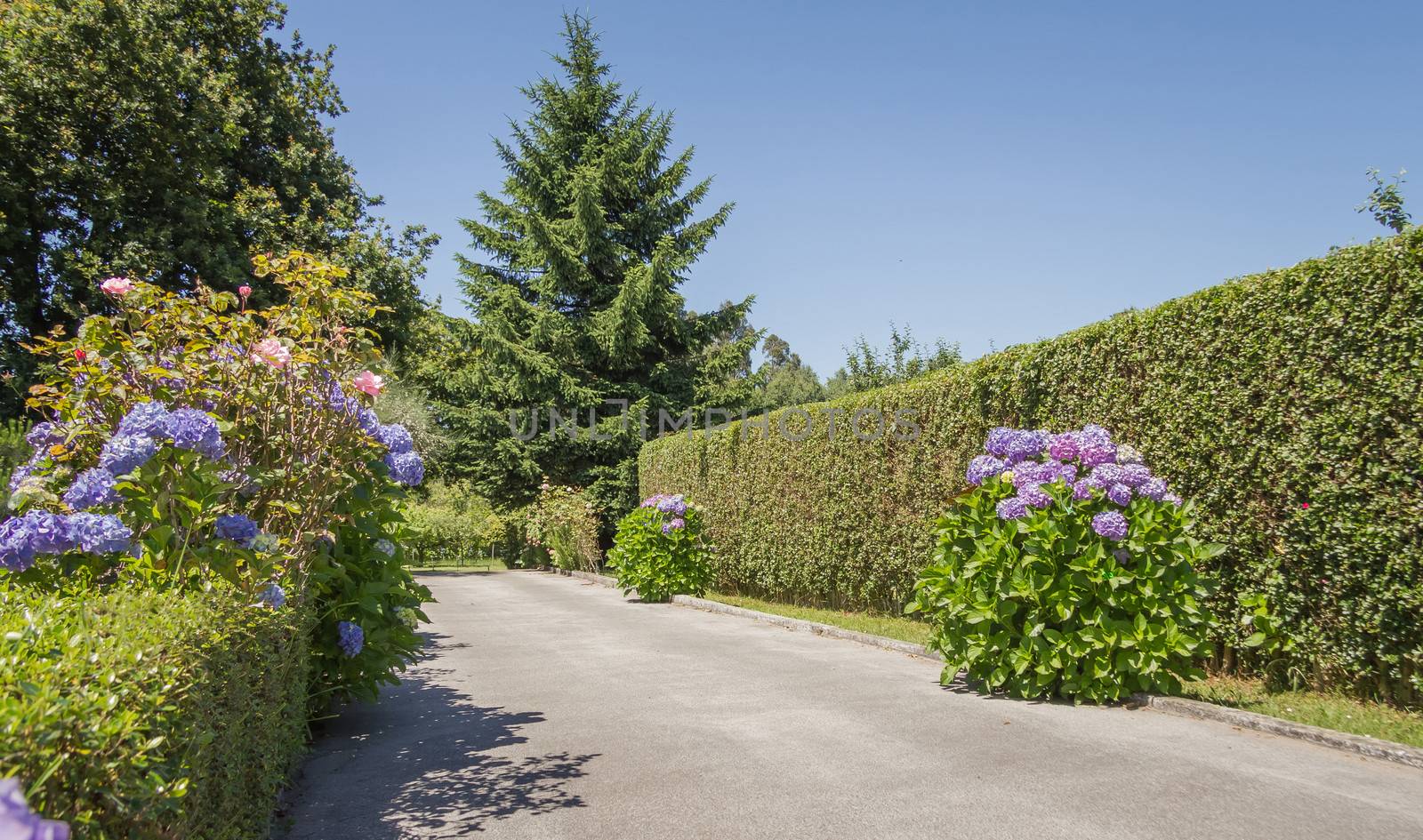 Group of hydrangeas and green fences to sides the road