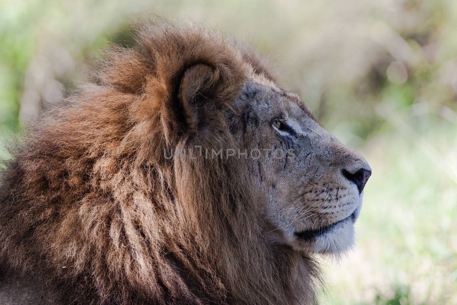 King lion stare under the tree shadows in wildlife park reserve