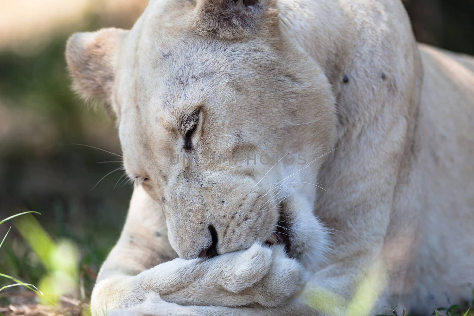 White female lioness licks and cleans her paws under a tree in wildlife reserve park.