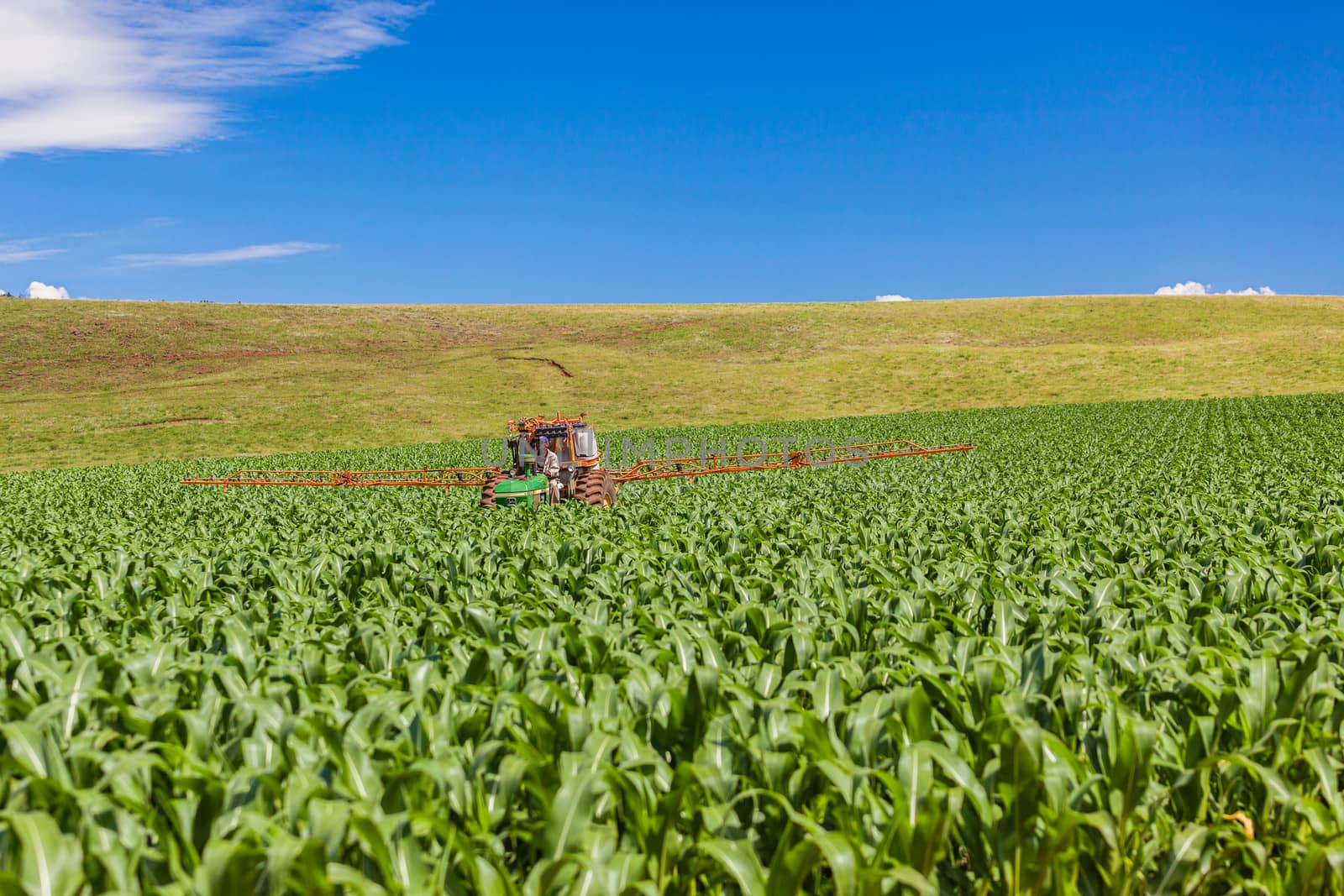 Farm tractor driver sprays chemicals on young maize food crop on a summers day.