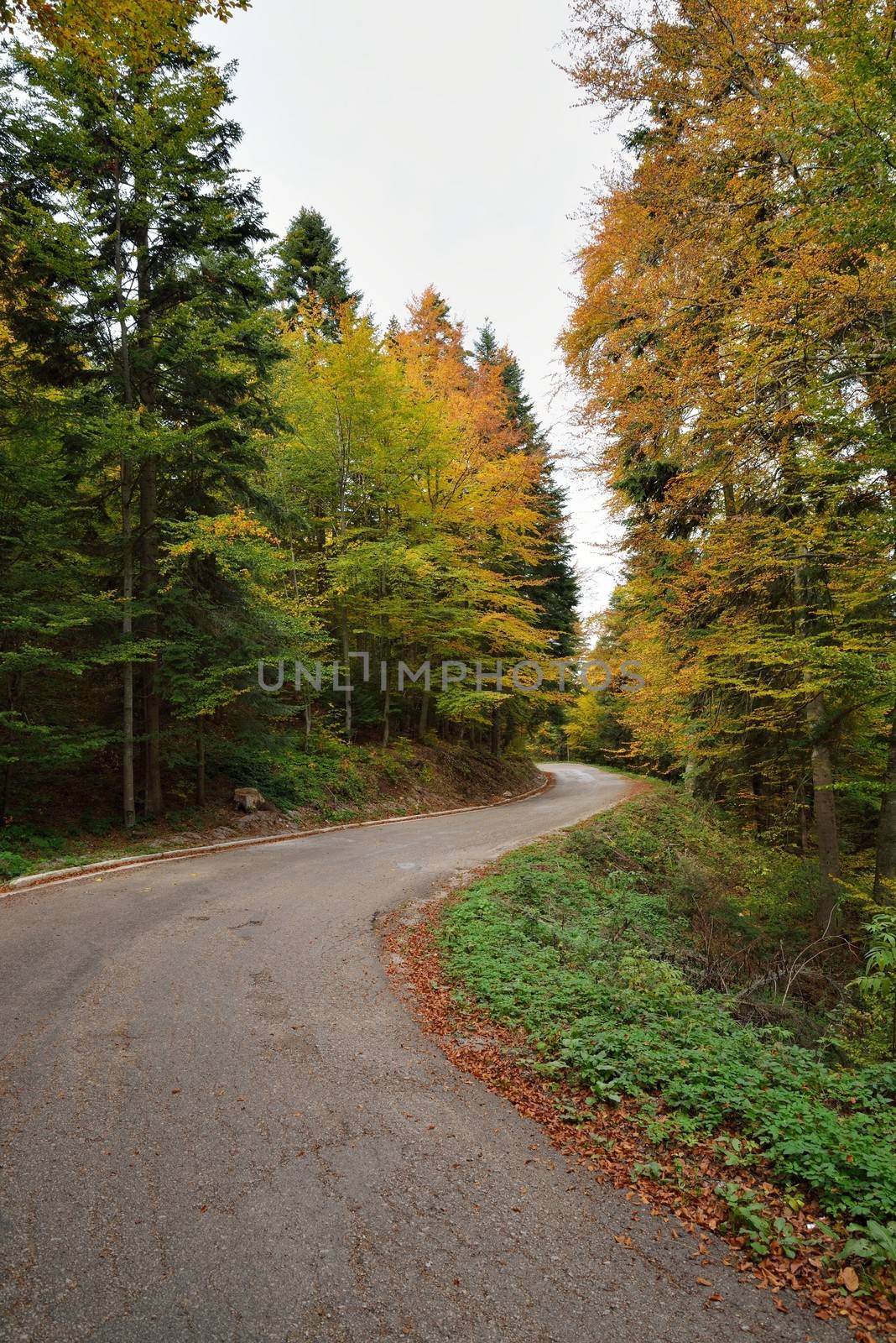 Autumn Forest with Colorful Leaves on Trees and Curved Road
