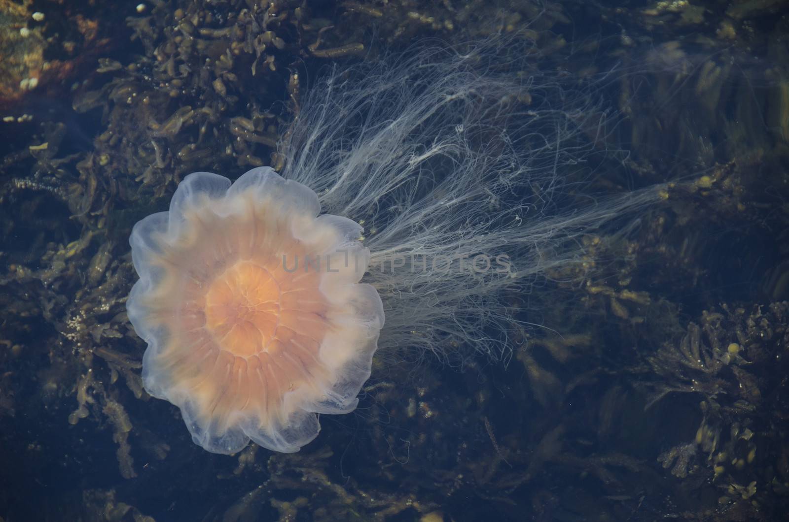 Lion's mane jellyfish, Cyanea capillata, swimming in water close to the surface