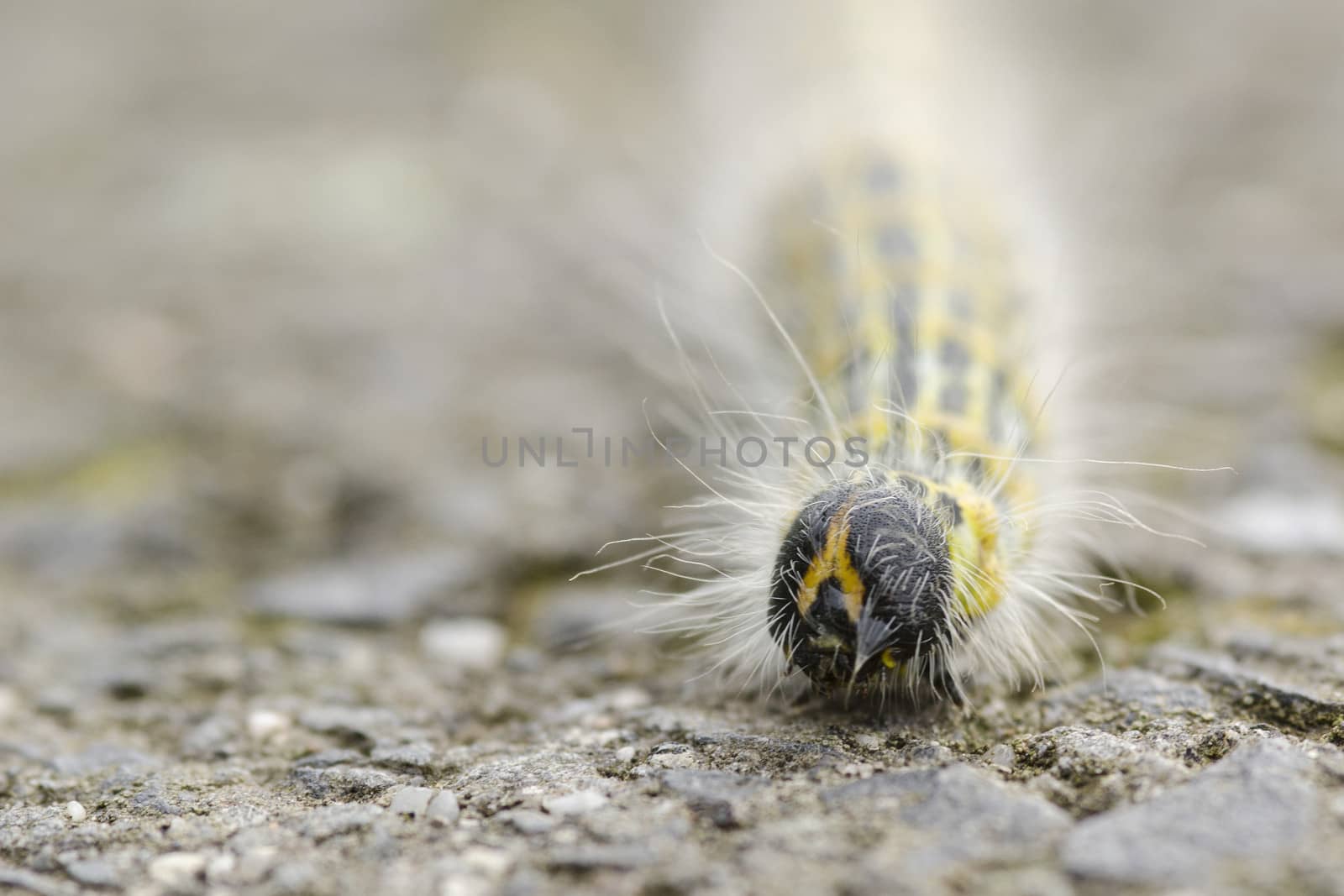 Hairy yellow caterpillar walking on the ground